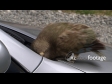 Kea and Car 1 1158